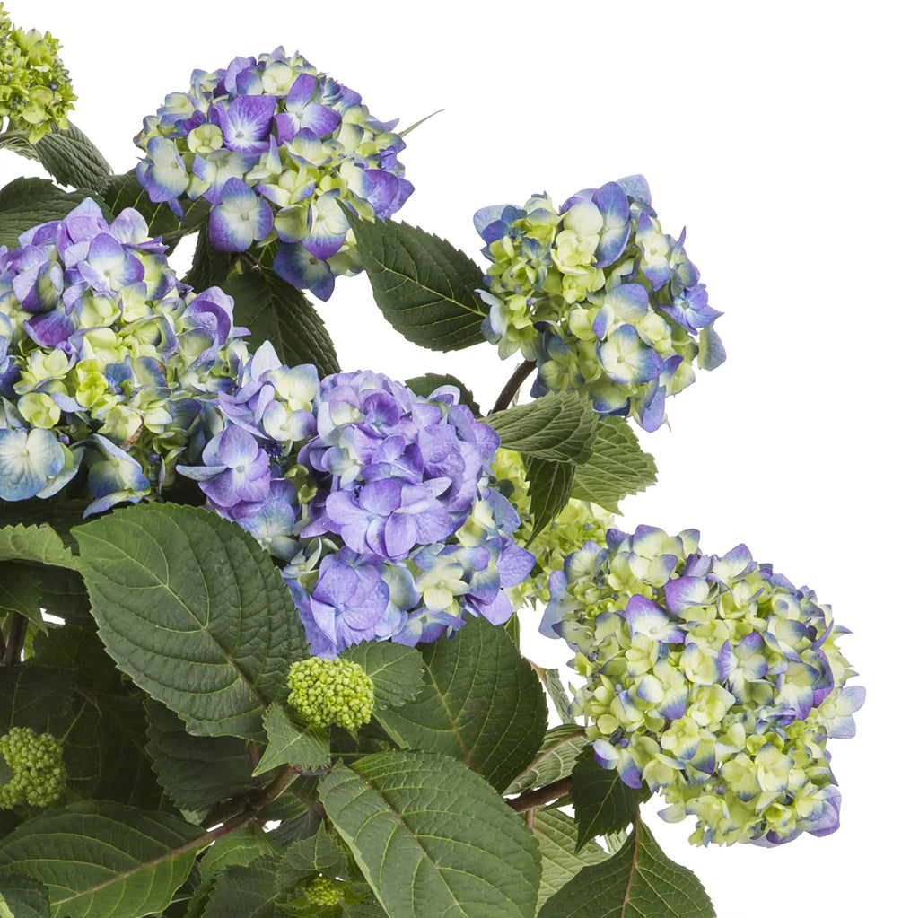 Blue Pink Hydrangea Live Shrub with Grower Pot A91668