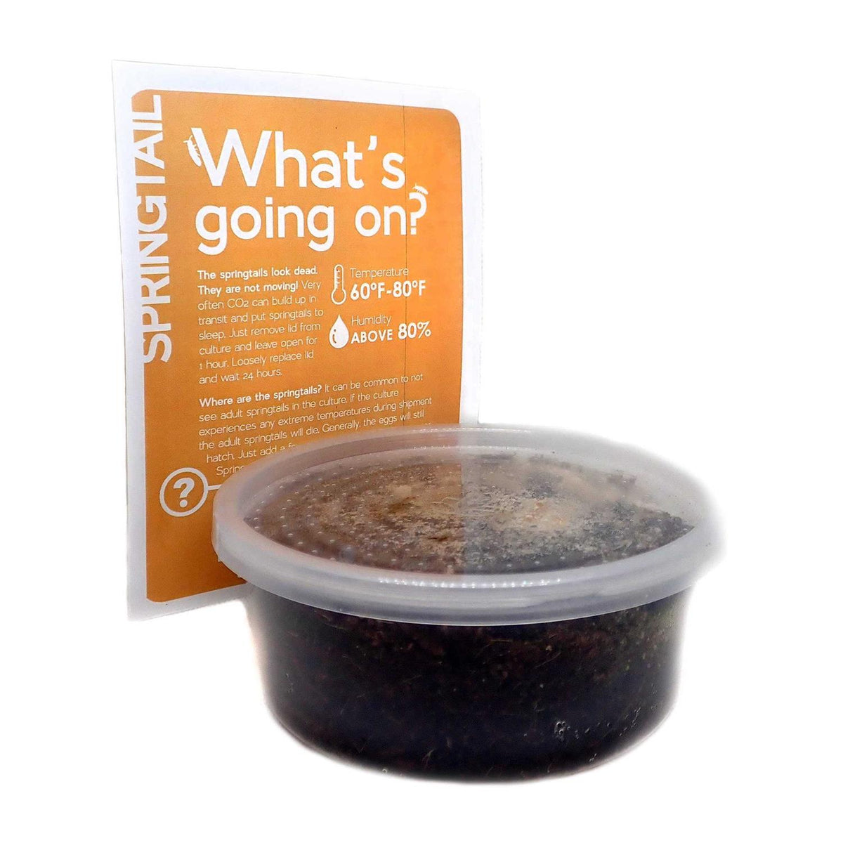 Temperate Springtail 8 oz Culture G692680