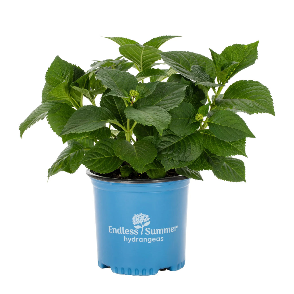 Blue Pink Hydrangea Live Shrub with Grower Pot A91668
