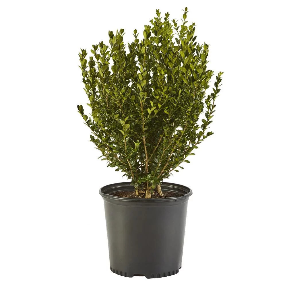 Wintergreen Boxwood Live Shrub 1 Gallon F7284
