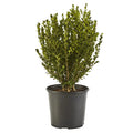 Wintergreen Boxwood Live Shrub 1 Gallon F7284