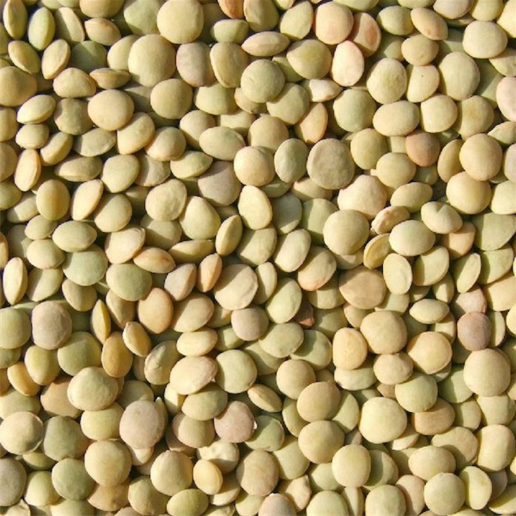 Bulk Green Lentils 25 lbs C132