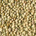 Bulk Green Lentils 25 lbs C132