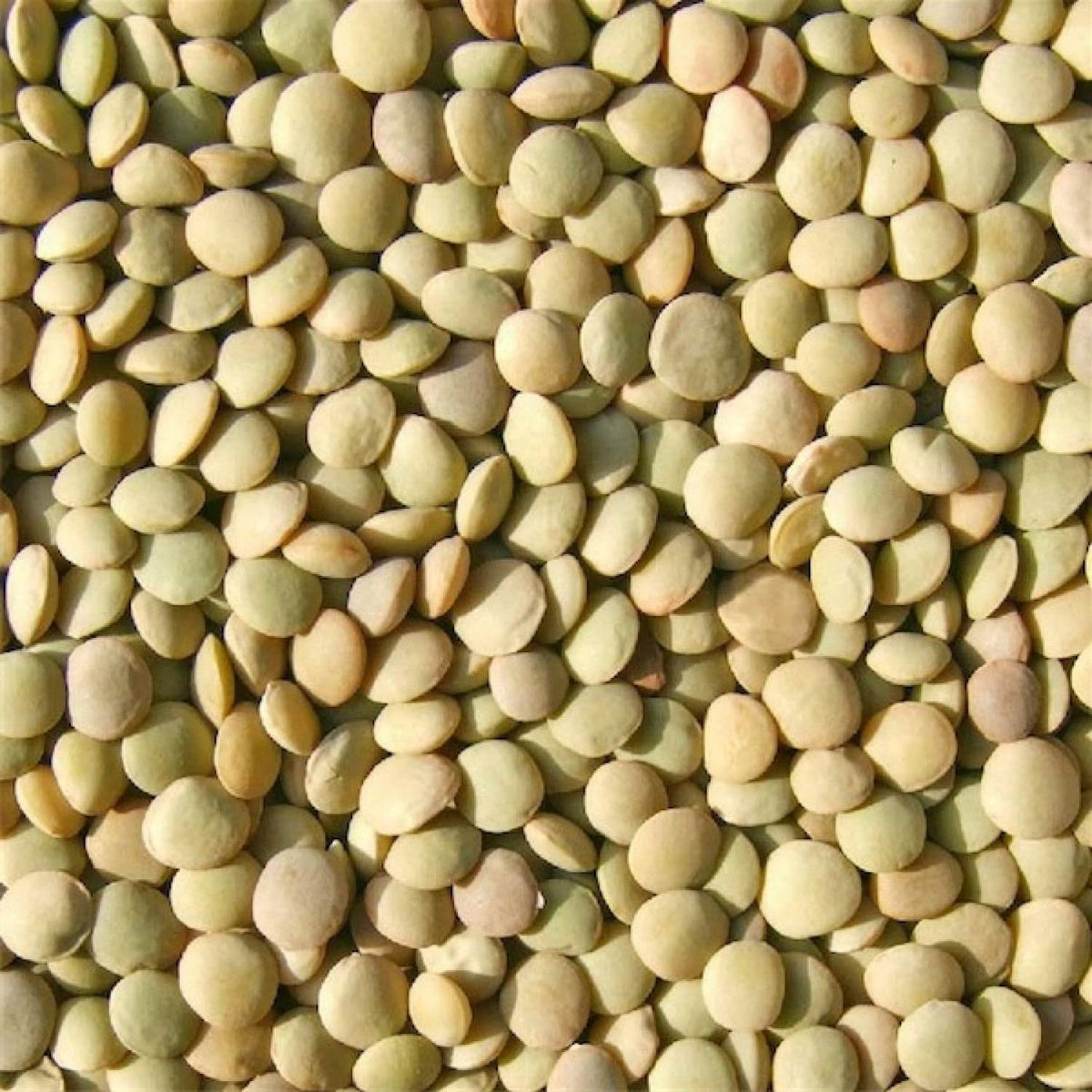 Bulk Green Lentils 25 lbs C132