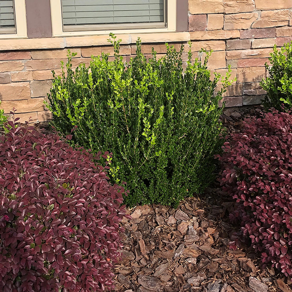 Wintergreen Boxwood Live Shrub 1 Gallon F7284