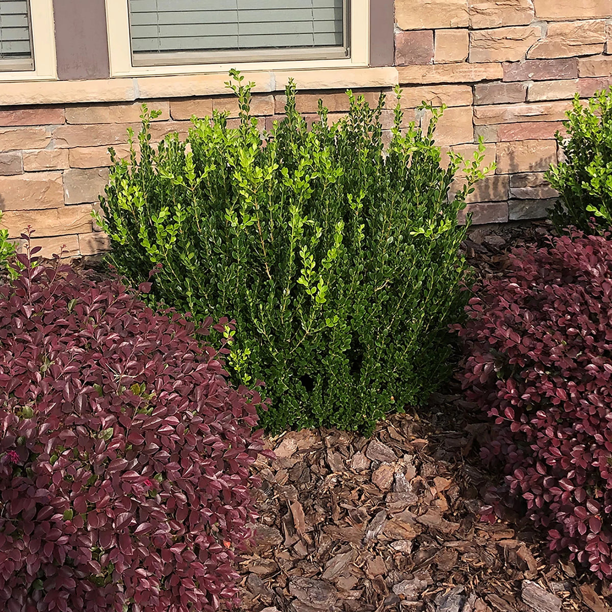 Wintergreen Boxwood Live Shrub 1 Gallon F7284