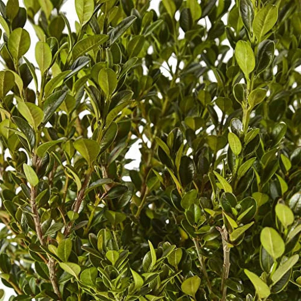 Wintergreen Boxwood Live Shrub 1 Gallon F7284