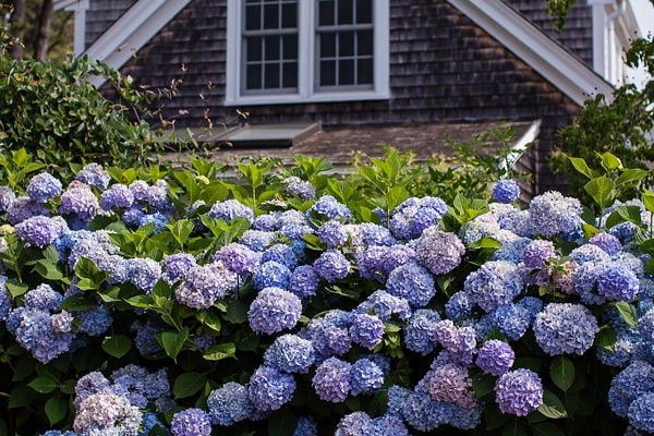 Blue Pink Hydrangea Live Shrub with Grower Pot A91668