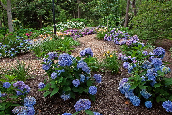 Blue Pink Hydrangea Live Shrub with Grower Pot A91668