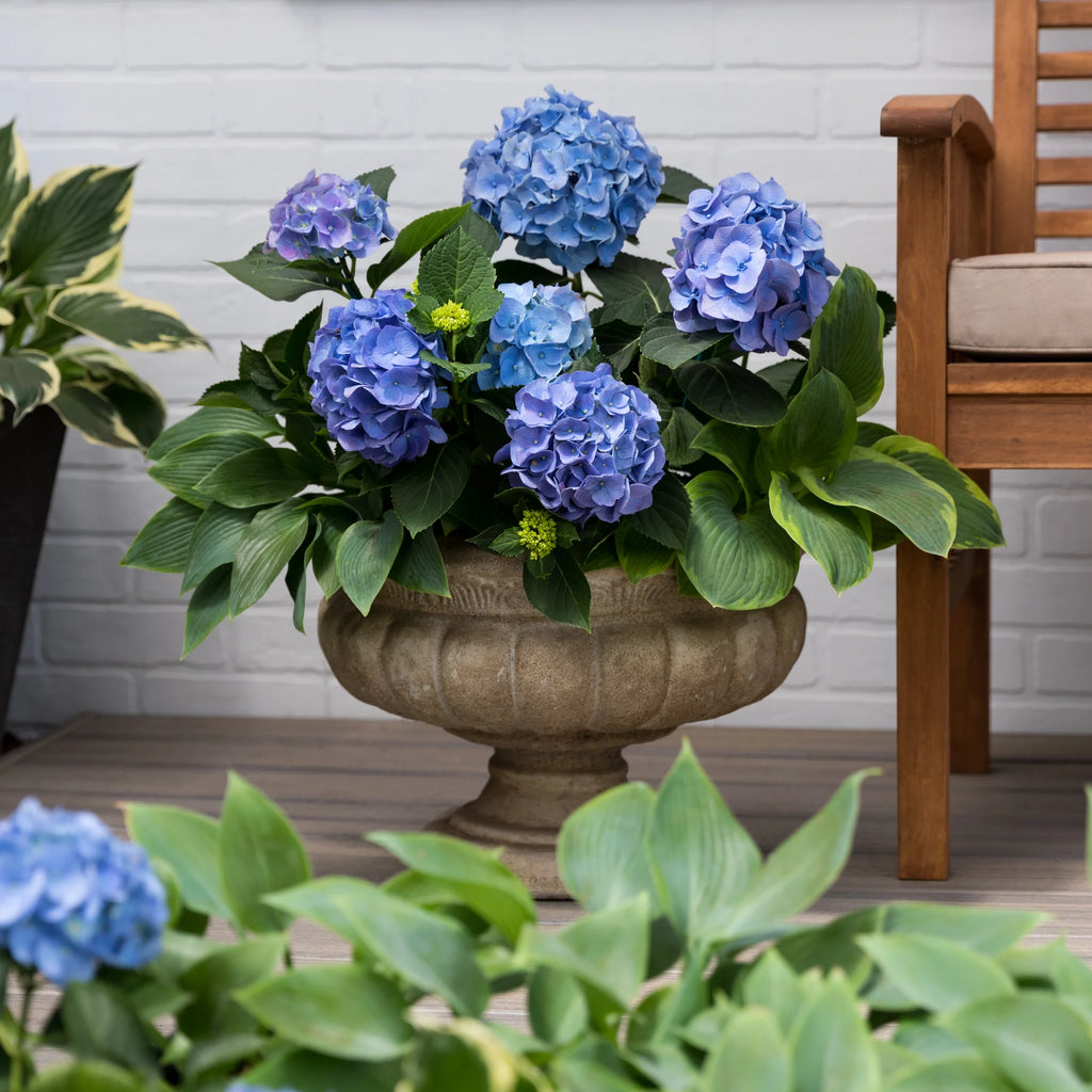 Blue Pink Hydrangea Live Shrub with Grower Pot A91668