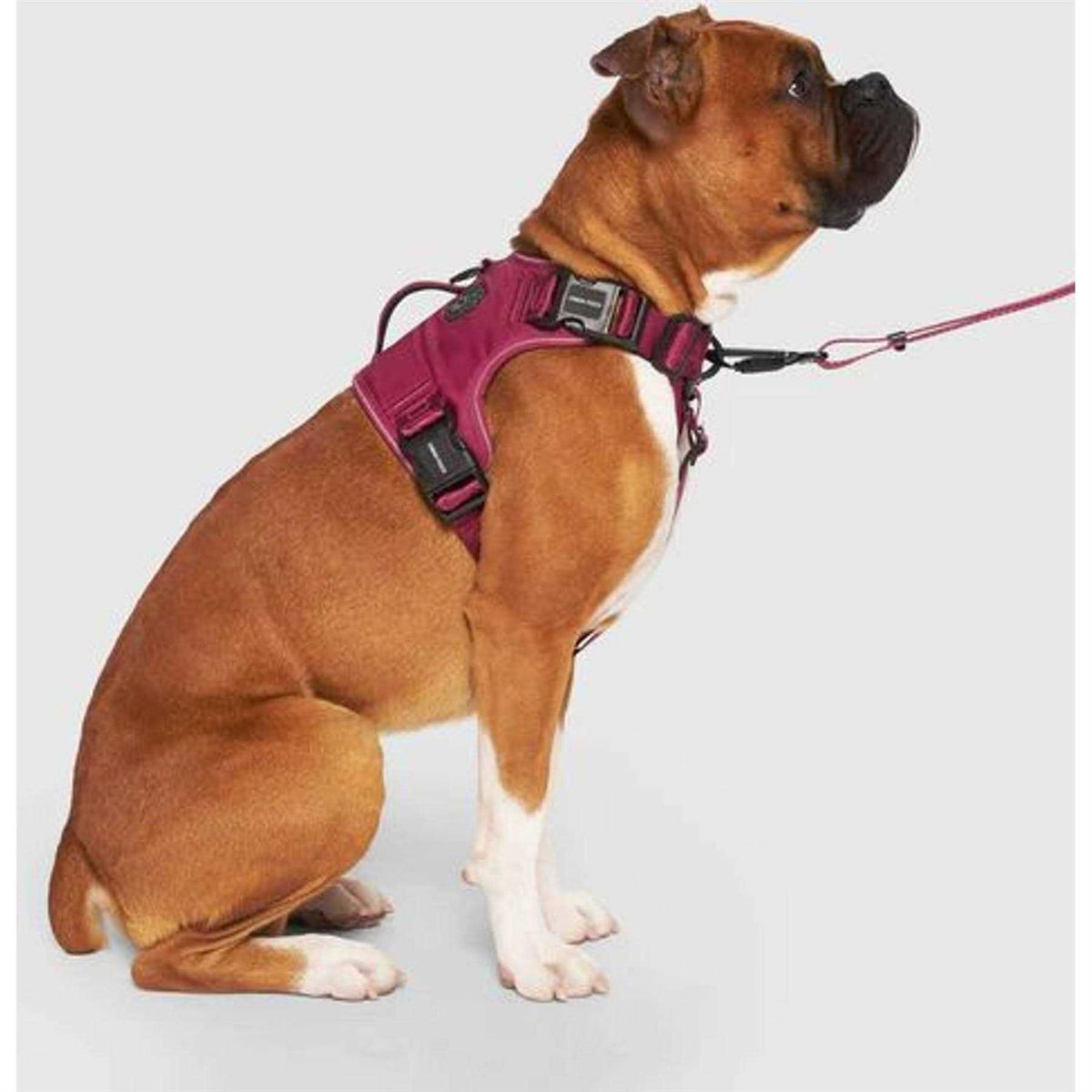 Complete Control Dog Harness O347480