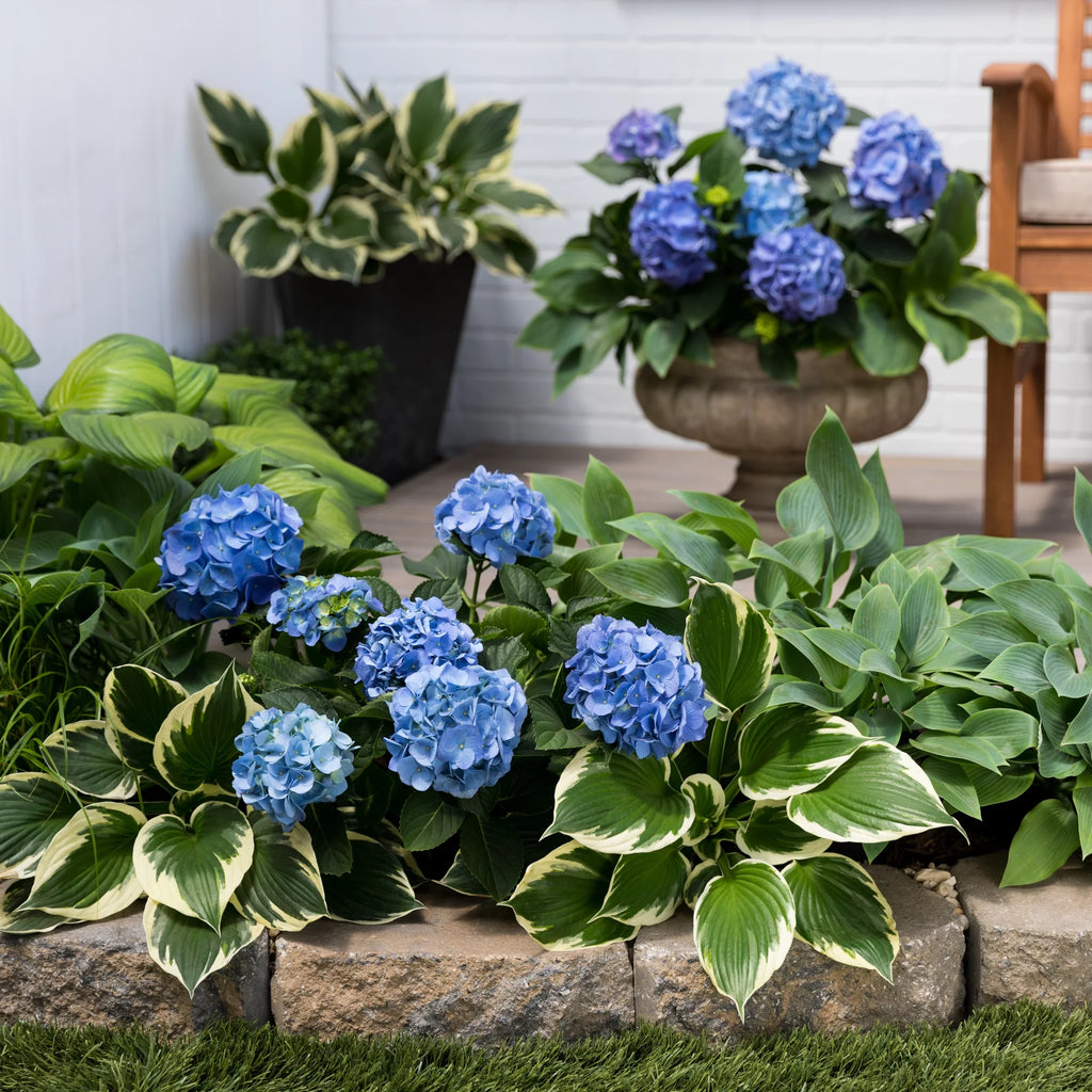 Blue Pink Hydrangea Live Shrub with Grower Pot A91668