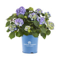 Blue Pink Hydrangea Live Shrub with Grower Pot A91668