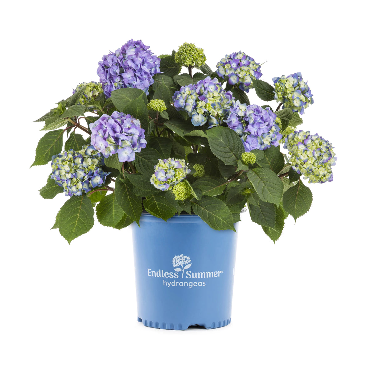 Blue Pink Hydrangea Live Shrub with Grower Pot A91668