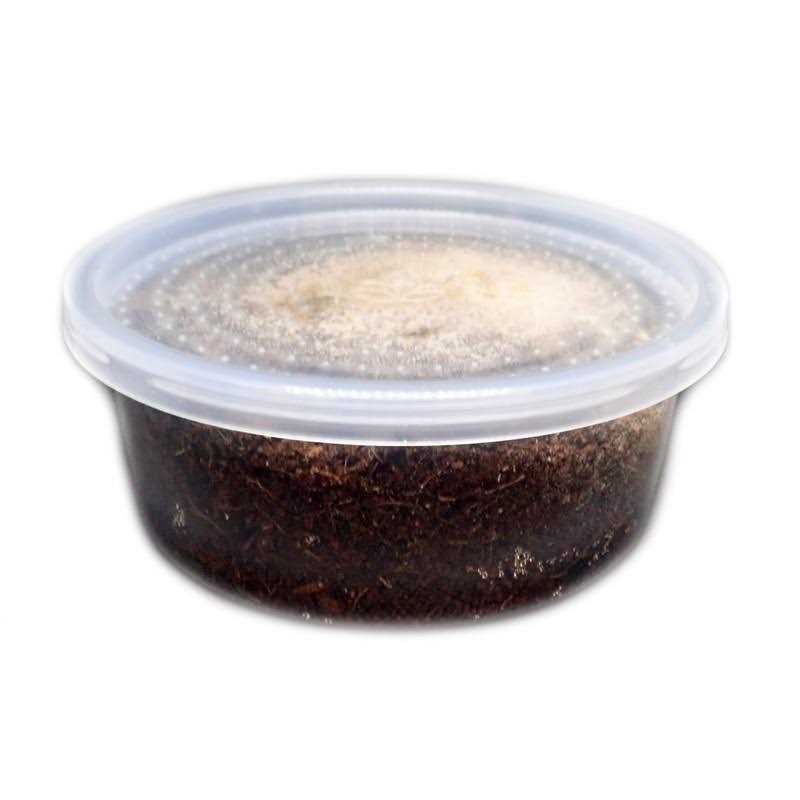 Temperate Springtail 8 oz Culture G692680